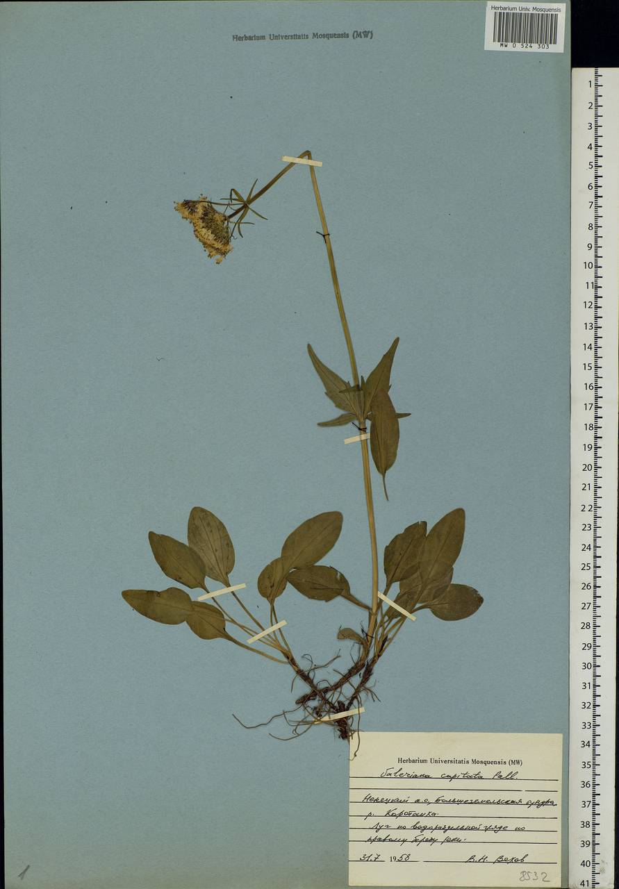 Valeriana capitata Link, Eastern Europe, Northern region (E1) (Russia)