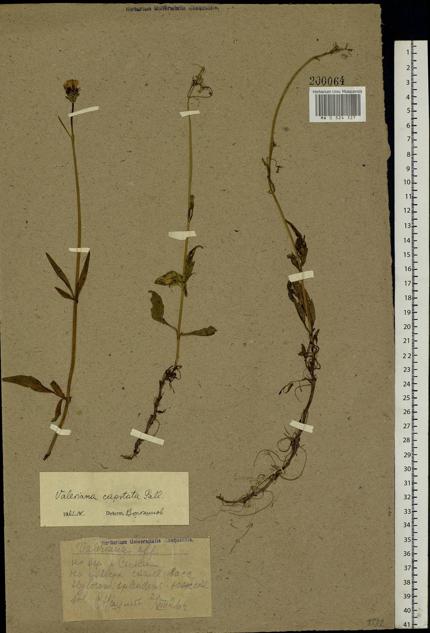 Valeriana capitata Link, Eastern Europe, Northern region (E1) (Russia)