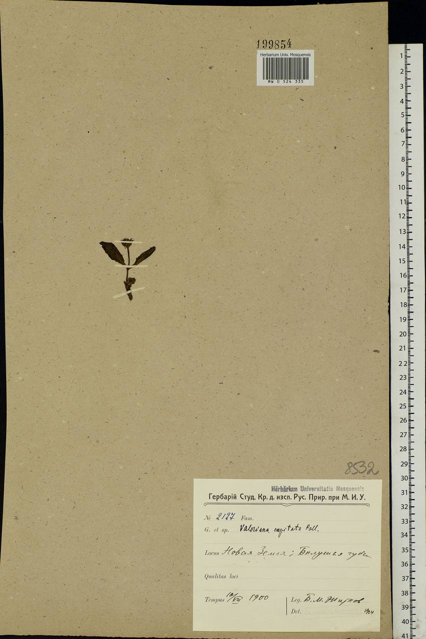 Valeriana capitata Link, Eastern Europe, Northern region (E1) (Russia)