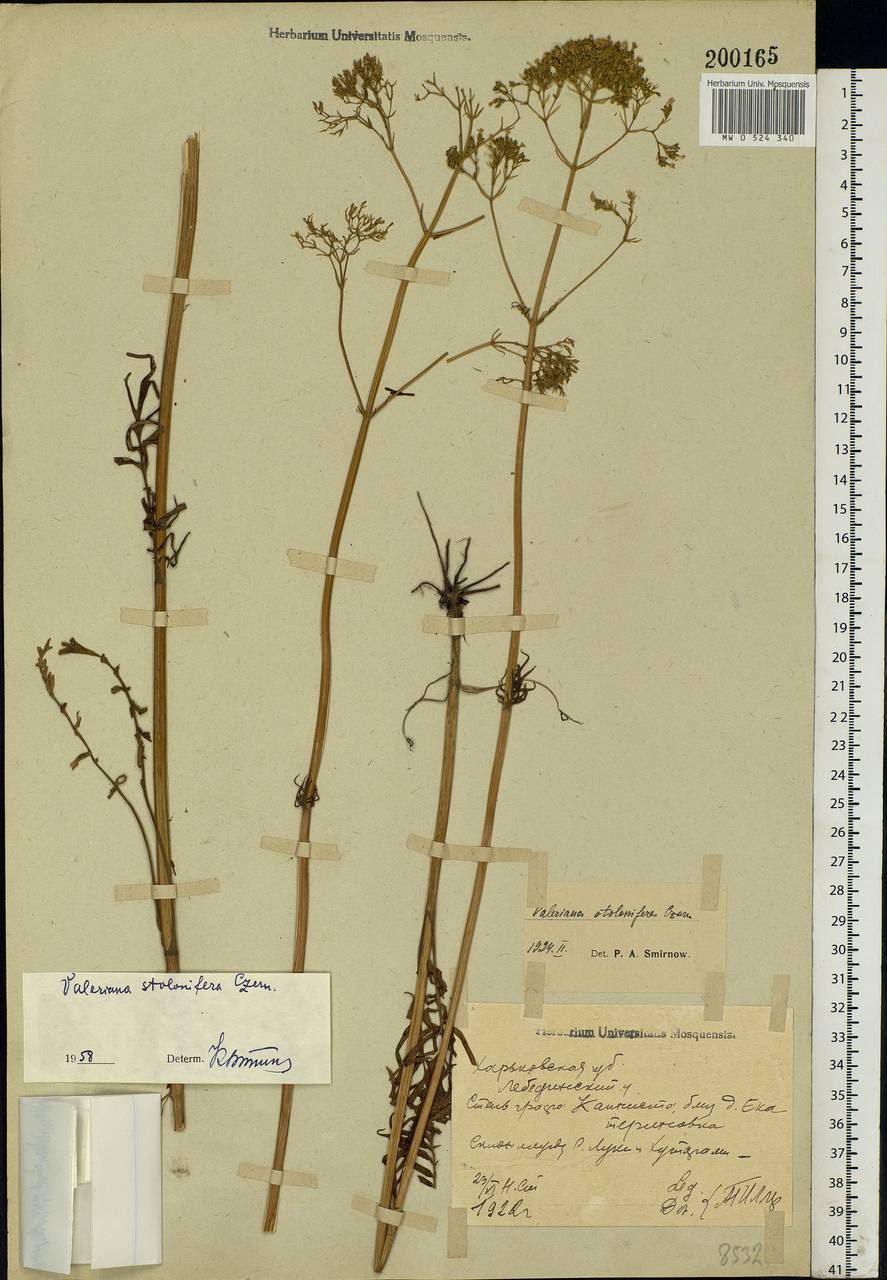 Valeriana pratensis subsp. angustifolia (Soó) Kirschner, Buttler & Hand, Eastern Europe, North Ukrainian region (E11) (Ukraine)