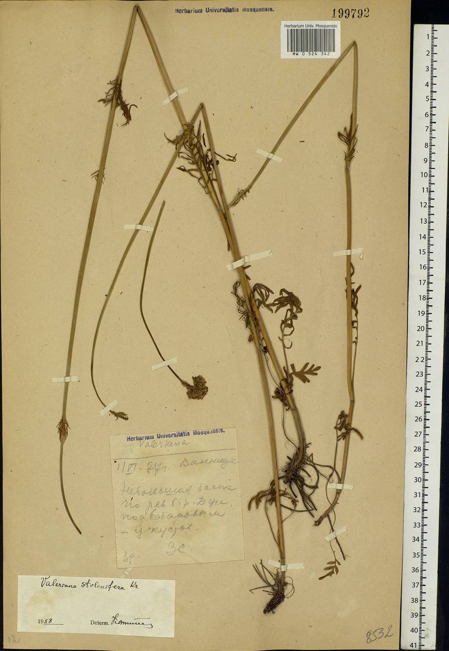 Valeriana pratensis subsp. pratensis, Eastern Europe, South Ukrainian region (E12) (Ukraine)