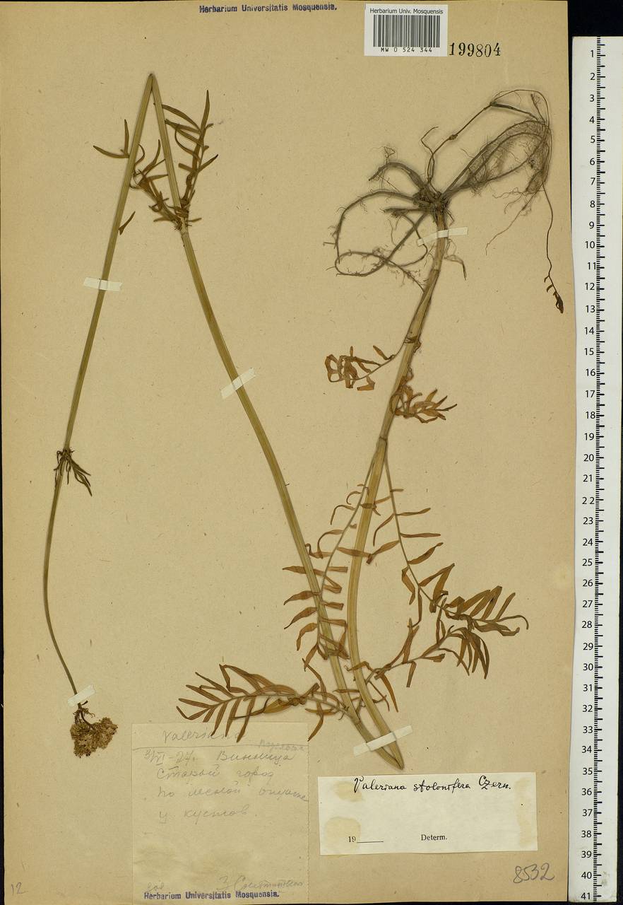 Valeriana pratensis subsp. angustifolia (Soó) Kirschner, Buttler & Hand, Eastern Europe, South Ukrainian region (E12) (Ukraine)