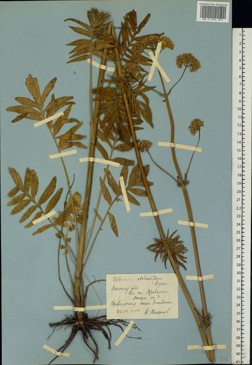 Valeriana pratensis subsp. angustifolia (Soó) Kirschner, Buttler & Hand, Eastern Europe, North Ukrainian region (E11) (Ukraine)