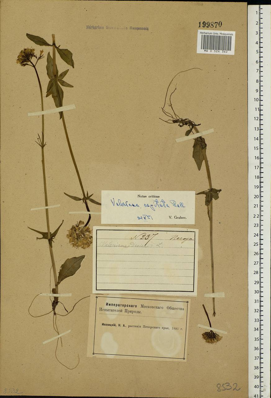 Valeriana dioica L., Eastern Europe, Northern region (E1) (Russia)