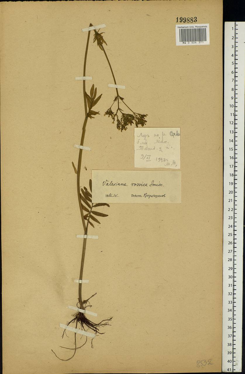 Valeriana dubia Bunge, Eastern Europe, Central forest-and-steppe region (E6) (Russia)