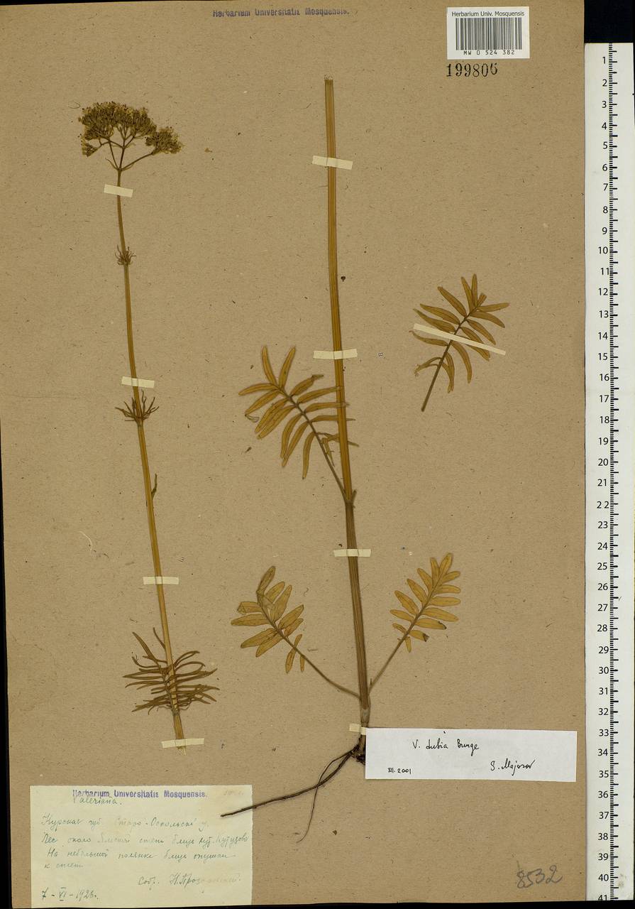 Valeriana dubia Bunge, Eastern Europe, Central forest-and-steppe region (E6) (Russia)