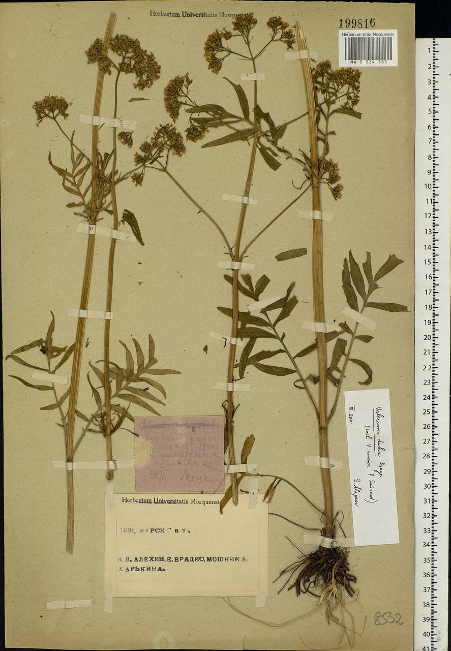 Valeriana dubia Bunge, Eastern Europe, Central forest-and-steppe region (E6) (Russia)