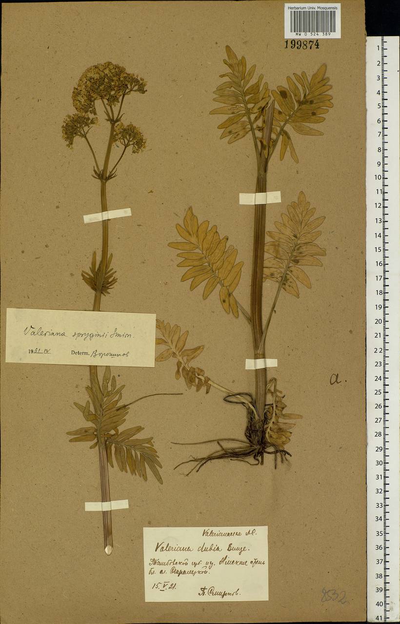 Valeriana dubia Bunge, Eastern Europe, Central forest-and-steppe region (E6) (Russia)
