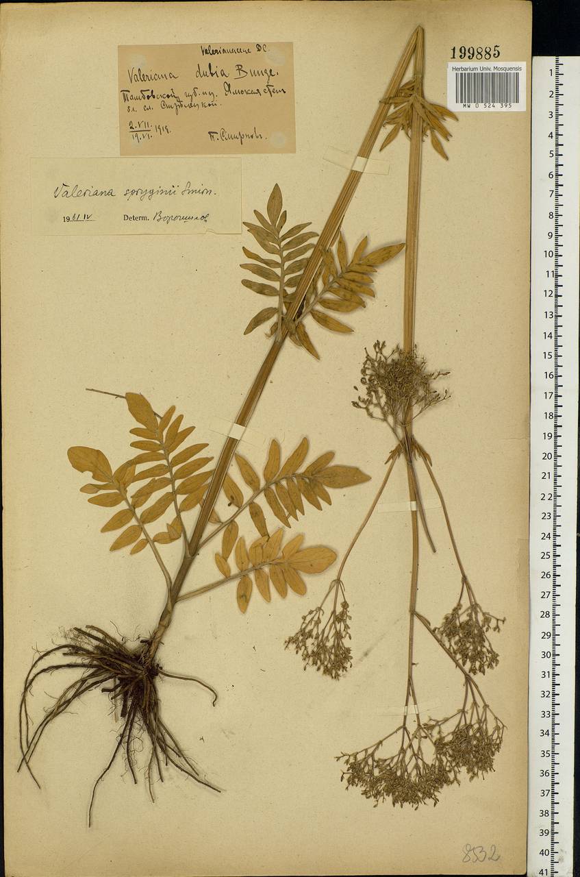 Valeriana dubia Bunge, Eastern Europe, Central forest-and-steppe region (E6) (Russia)