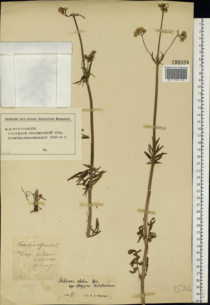 Valeriana dubia Bunge, Eastern Europe, Middle Volga region (E8) (Russia)