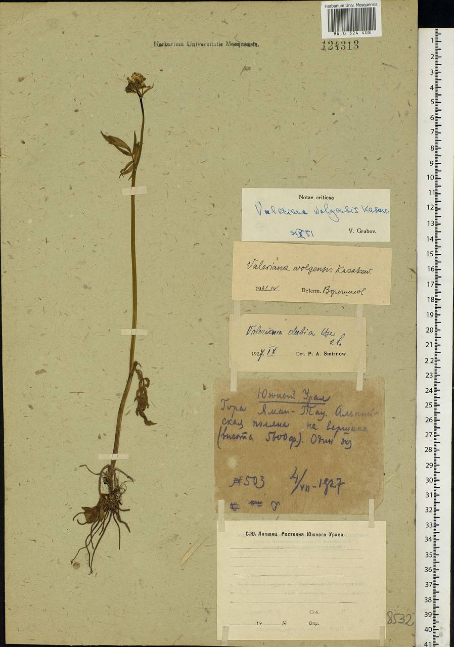 Valeriana dubia Bunge, Eastern Europe, Eastern region (E10) (Russia)