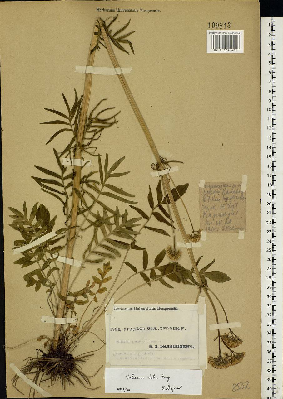 Valeriana dubia Bunge, Eastern Europe, Eastern region (E10) (Russia)