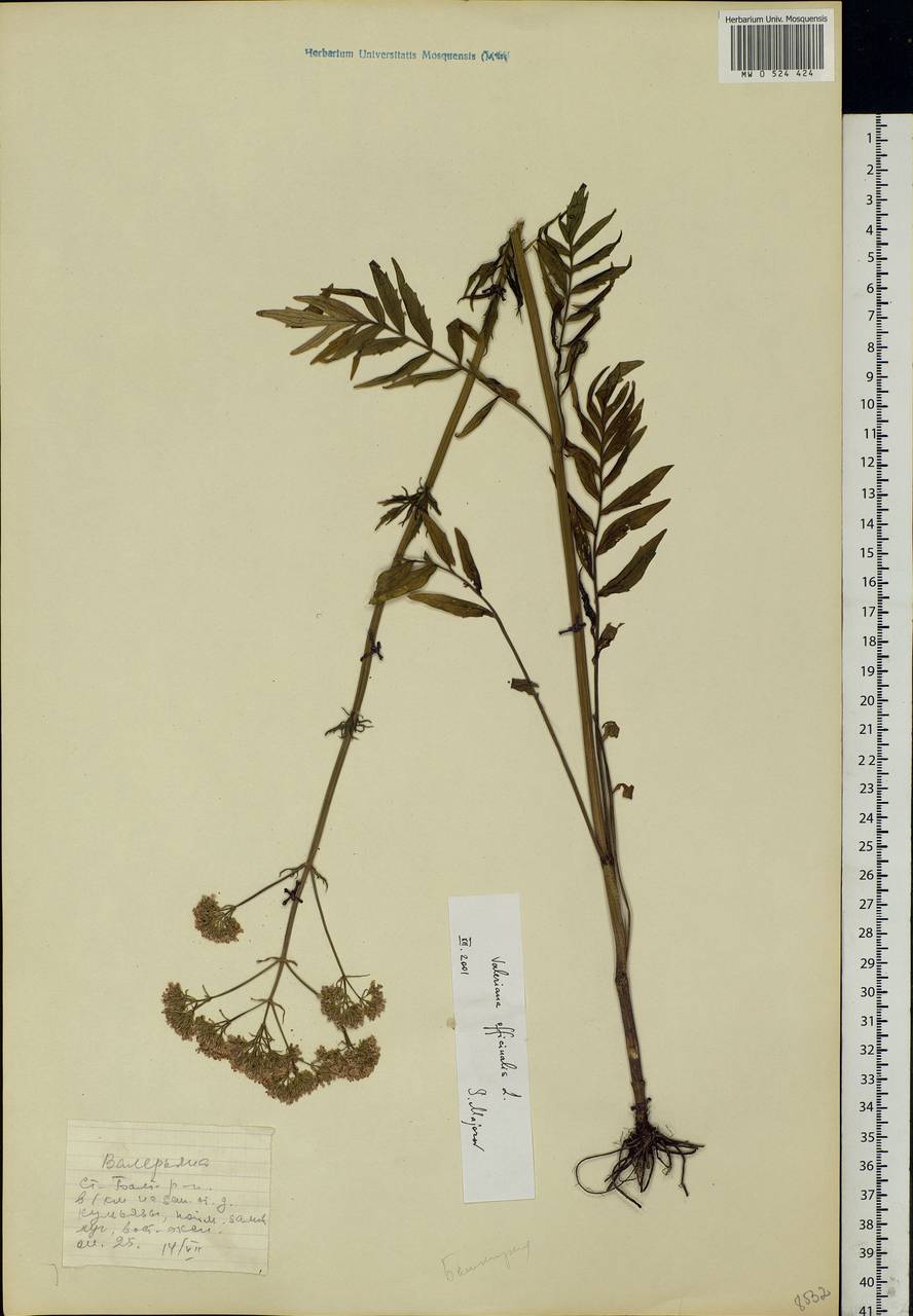 Valeriana officinalis L., Eastern Europe, Northern region (E1) (Russia)