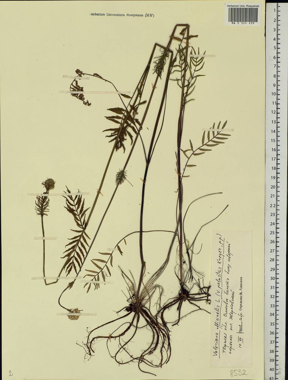 Valeriana officinalis L., Eastern Europe, North-Western region (E2) (Russia)