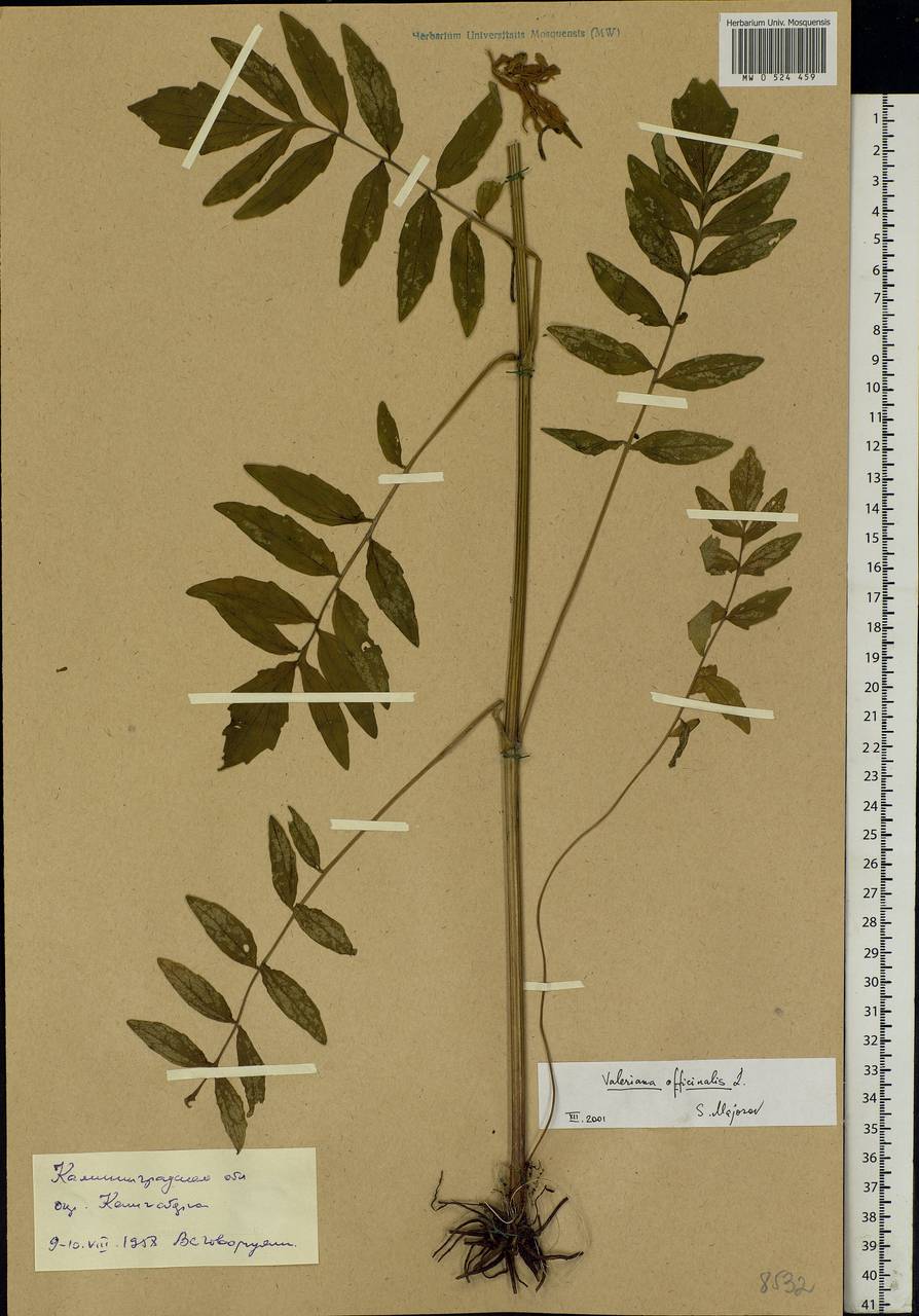 Valeriana officinalis L., Eastern Europe, North-Western region (E2) (Russia)