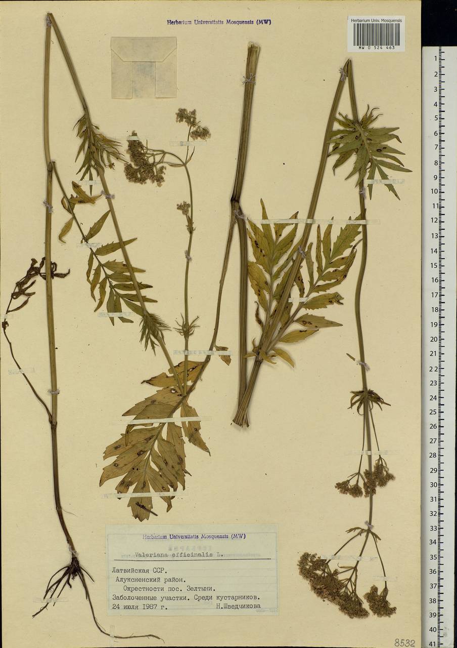 Valeriana officinalis L., Eastern Europe, Latvia (E2b) (Latvia)