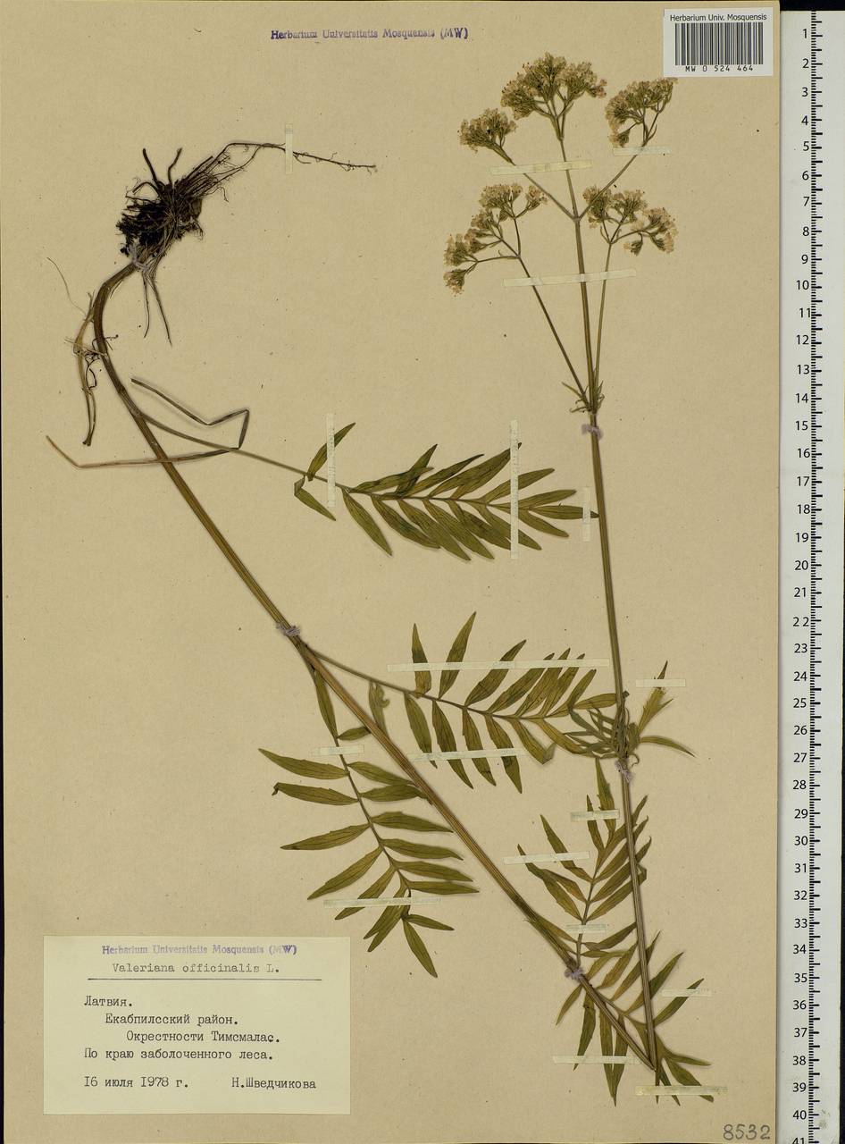 Valeriana officinalis L., Eastern Europe, Latvia (E2b) (Latvia)