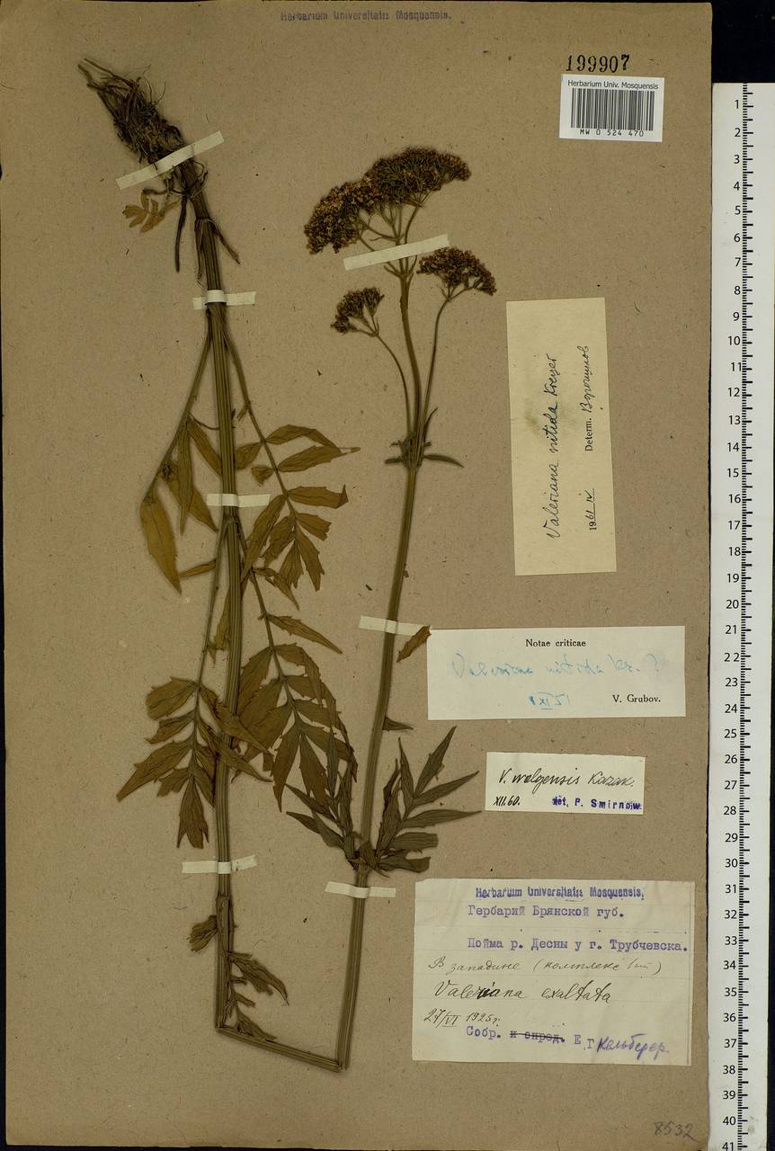 Valeriana officinalis L., Eastern Europe, Western region (E3) (Russia)