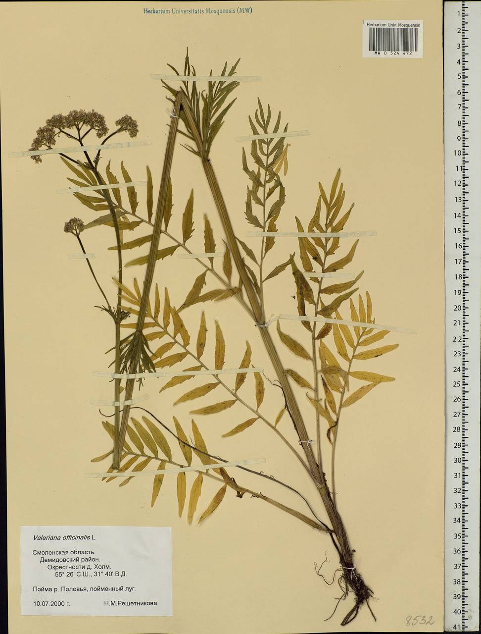 Valeriana officinalis L., Eastern Europe, Western region (E3) (Russia)