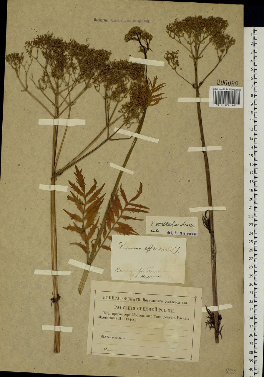 Valeriana officinalis L., Eastern Europe, North-Western region (E2) (Russia)