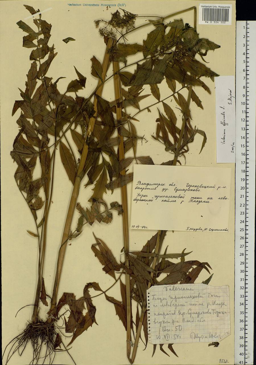 Valeriana officinalis L., Eastern Europe, Central region (E4) (Russia)