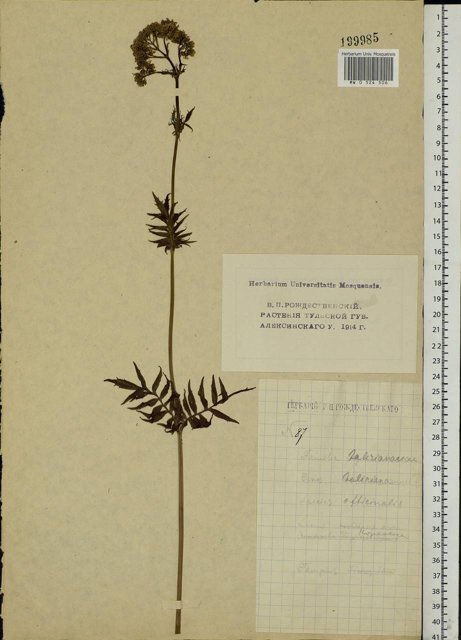 Valeriana officinalis L., Eastern Europe, Central region (E4) (Russia)