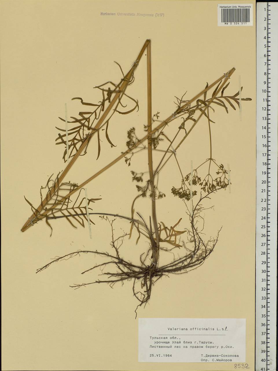 Valeriana officinalis L., Eastern Europe, Central region (E4) (Russia)