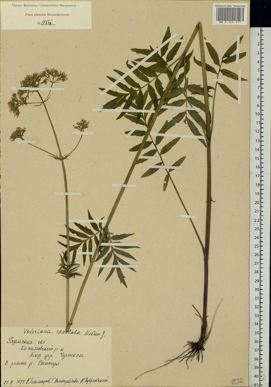 Valeriana officinalis L., Eastern Europe, Central region (E4) (Russia)