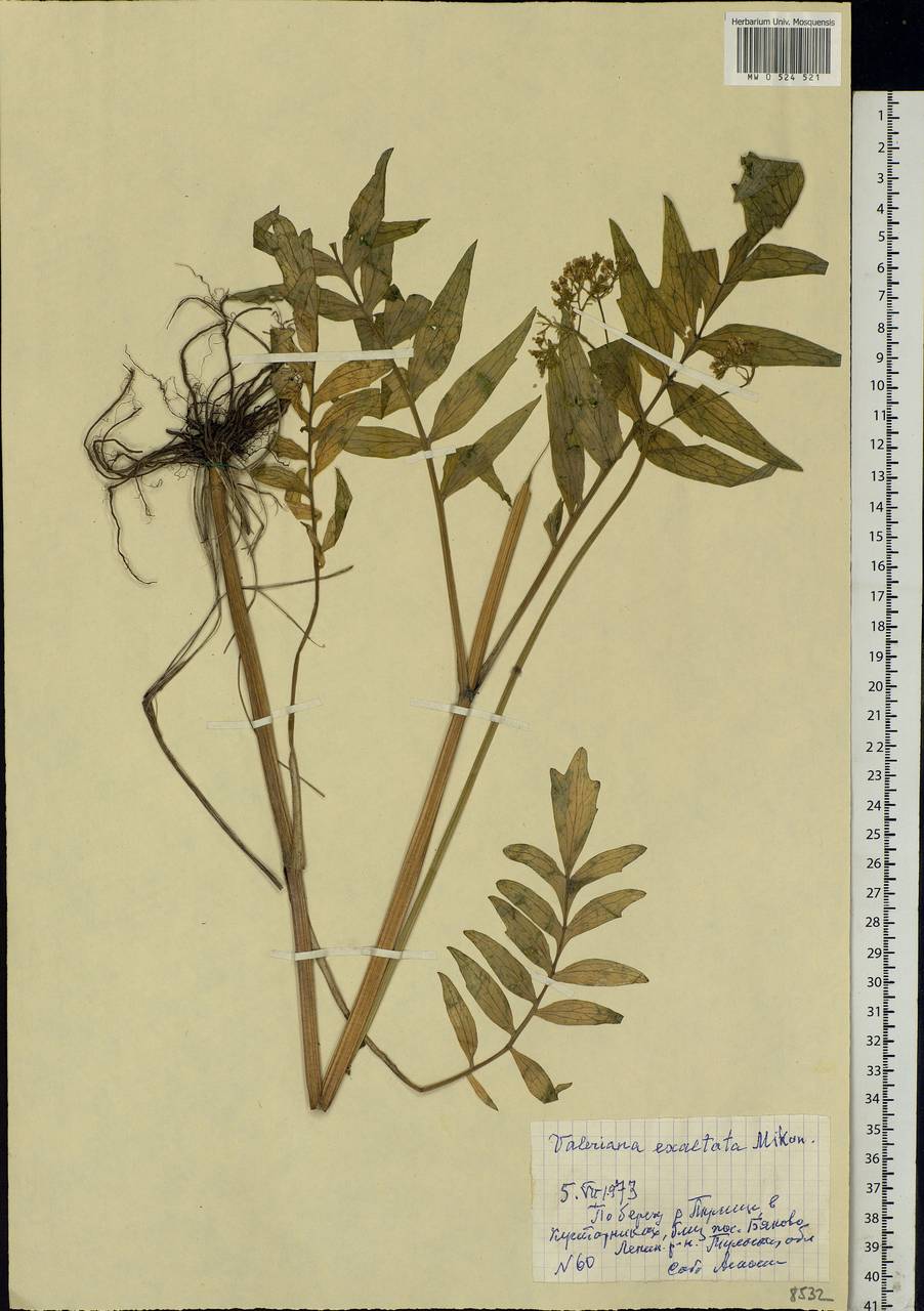 Valeriana officinalis L., Eastern Europe, Central region (E4) (Russia)