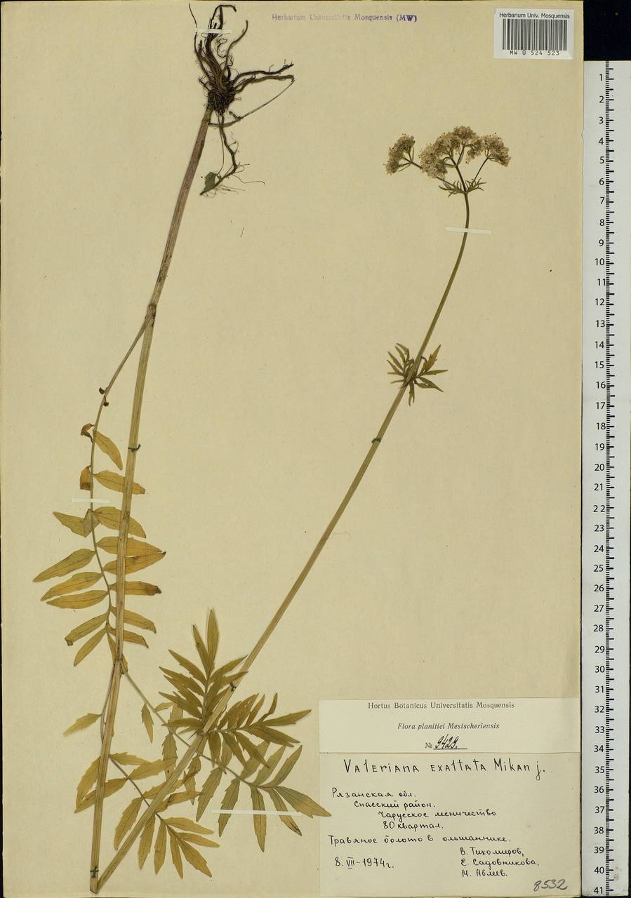 Valeriana officinalis L., Eastern Europe, Central region (E4) (Russia)