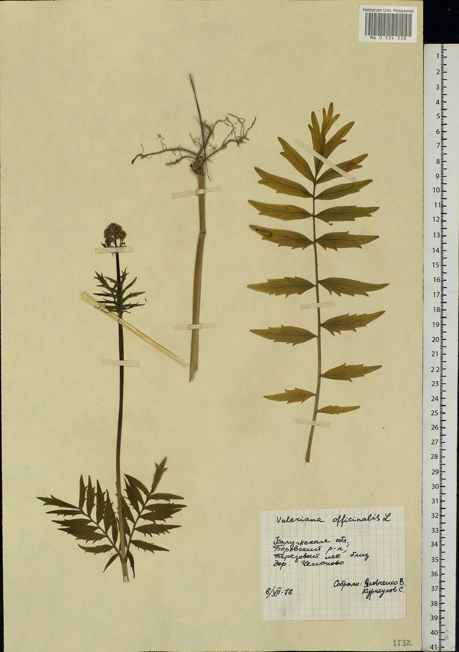 Valeriana officinalis L., Eastern Europe, Central region (E4) (Russia)