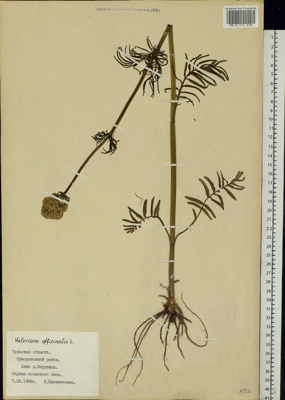 Valeriana officinalis L., Eastern Europe, Central region (E4) (Russia)