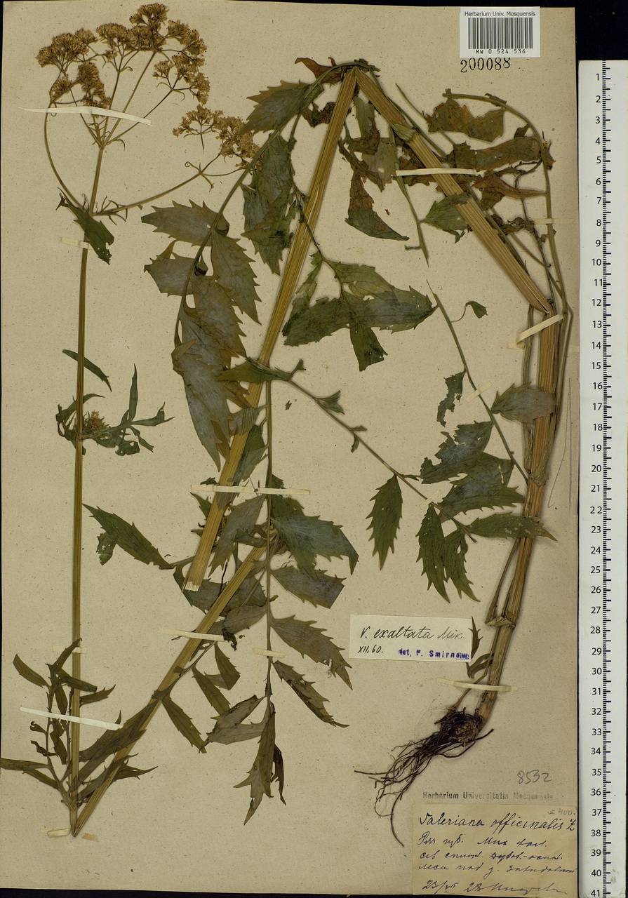 Valeriana officinalis L., Eastern Europe, Central region (E4) (Russia)