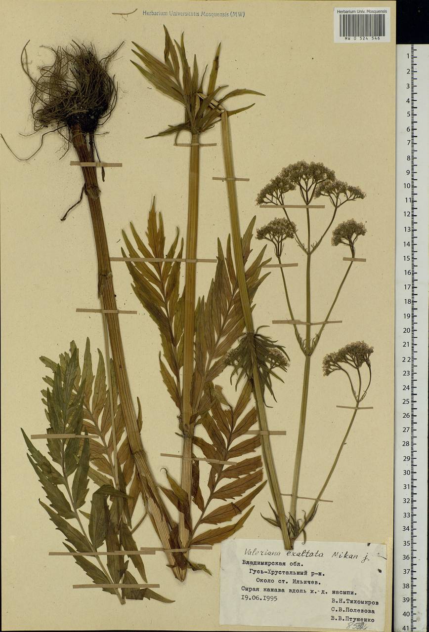 Valeriana officinalis L., Eastern Europe, Central region (E4) (Russia)