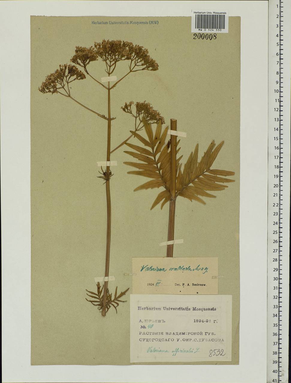 Valeriana officinalis L., Eastern Europe, Central region (E4) (Russia)