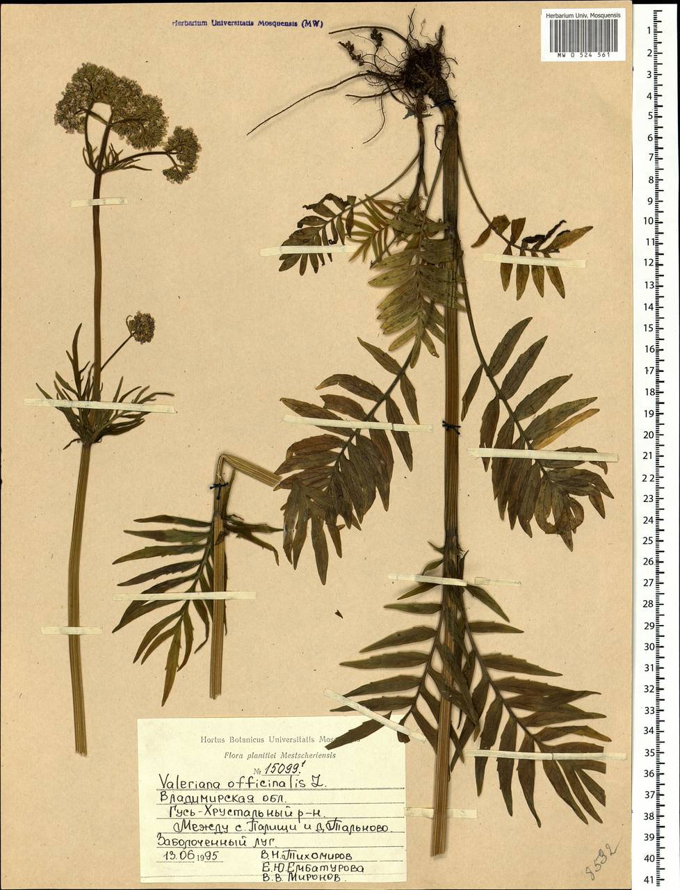 Valeriana officinalis L., Eastern Europe, Central region (E4) (Russia)