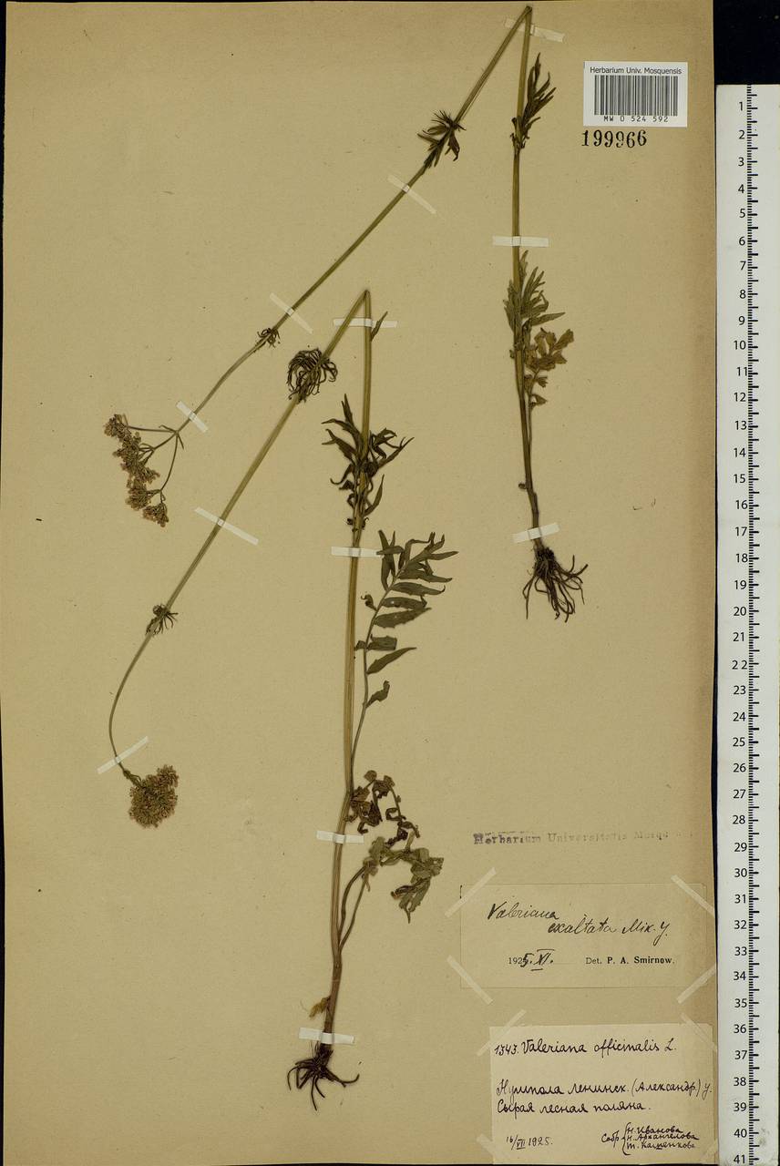 Valeriana officinalis L., Eastern Europe, Moscow region (E4a) (Russia)