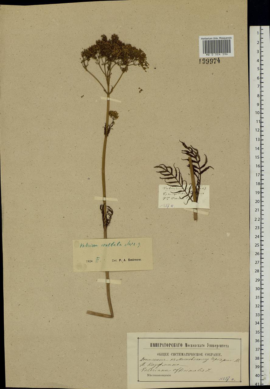 Valeriana officinalis L., Eastern Europe, Moscow region (E4a) (Russia)