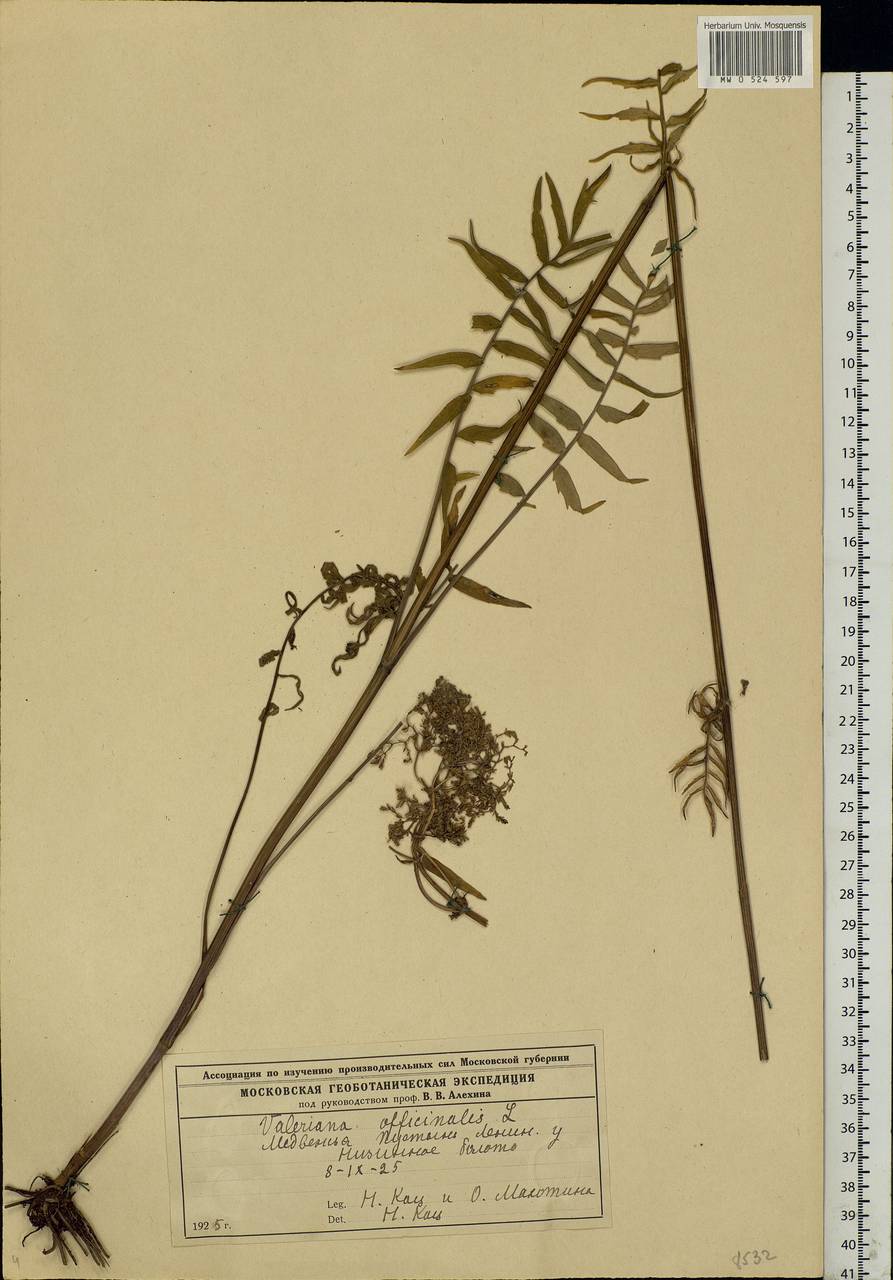 Valeriana officinalis L., Eastern Europe, Moscow region (E4a) (Russia)