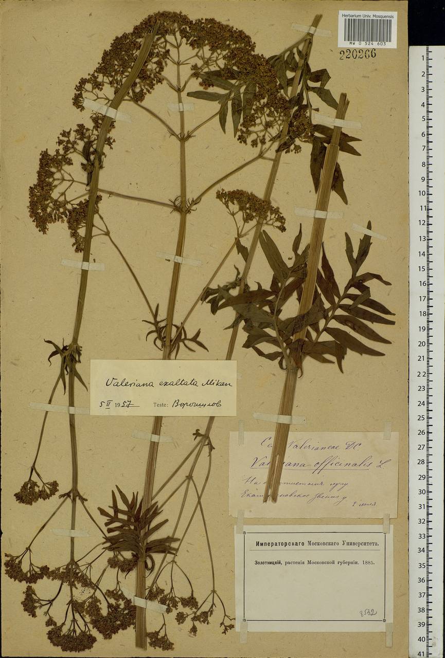 Valeriana officinalis L., Eastern Europe, Moscow region (E4a) (Russia)