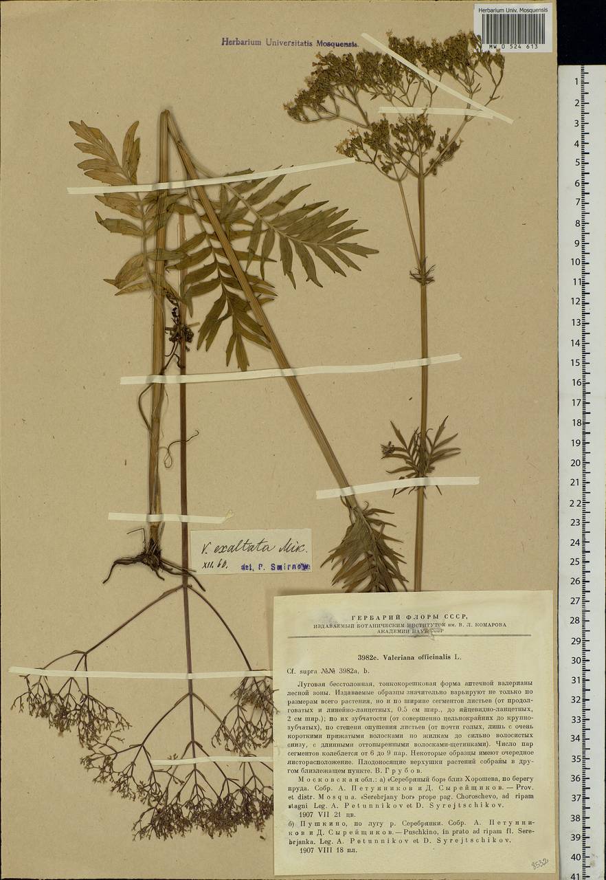 Valeriana officinalis L., Eastern Europe, Moscow region (E4a) (Russia)