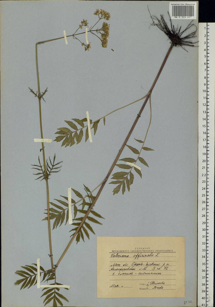 Valeriana officinalis L., Eastern Europe, Moscow region (E4a) (Russia)