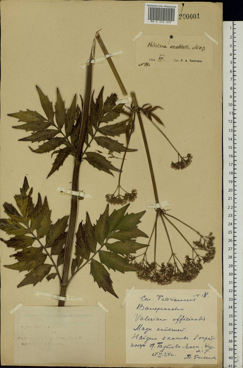 Valeriana officinalis L., Eastern Europe, Moscow region (E4a) (Russia)