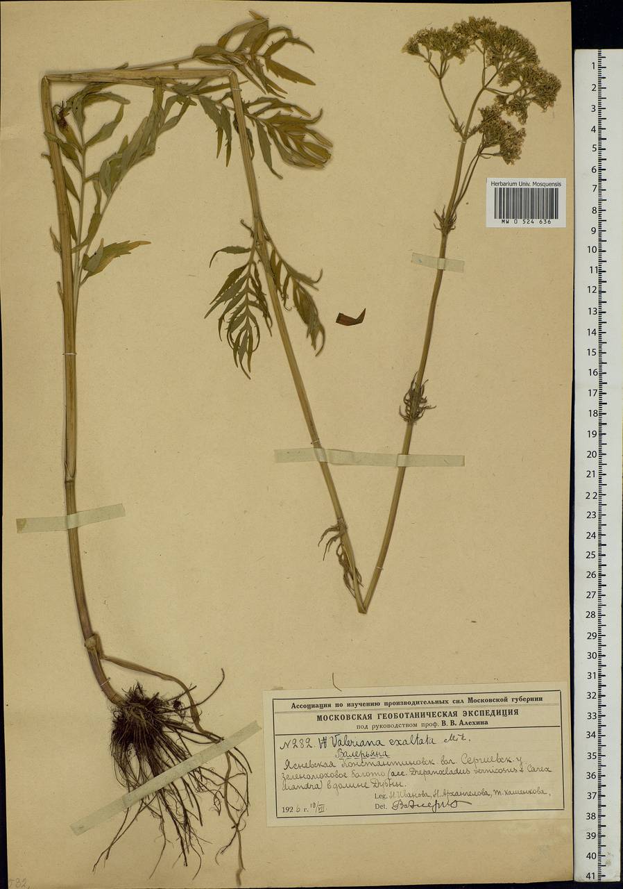 Valeriana officinalis L., Eastern Europe, Moscow region (E4a) (Russia)