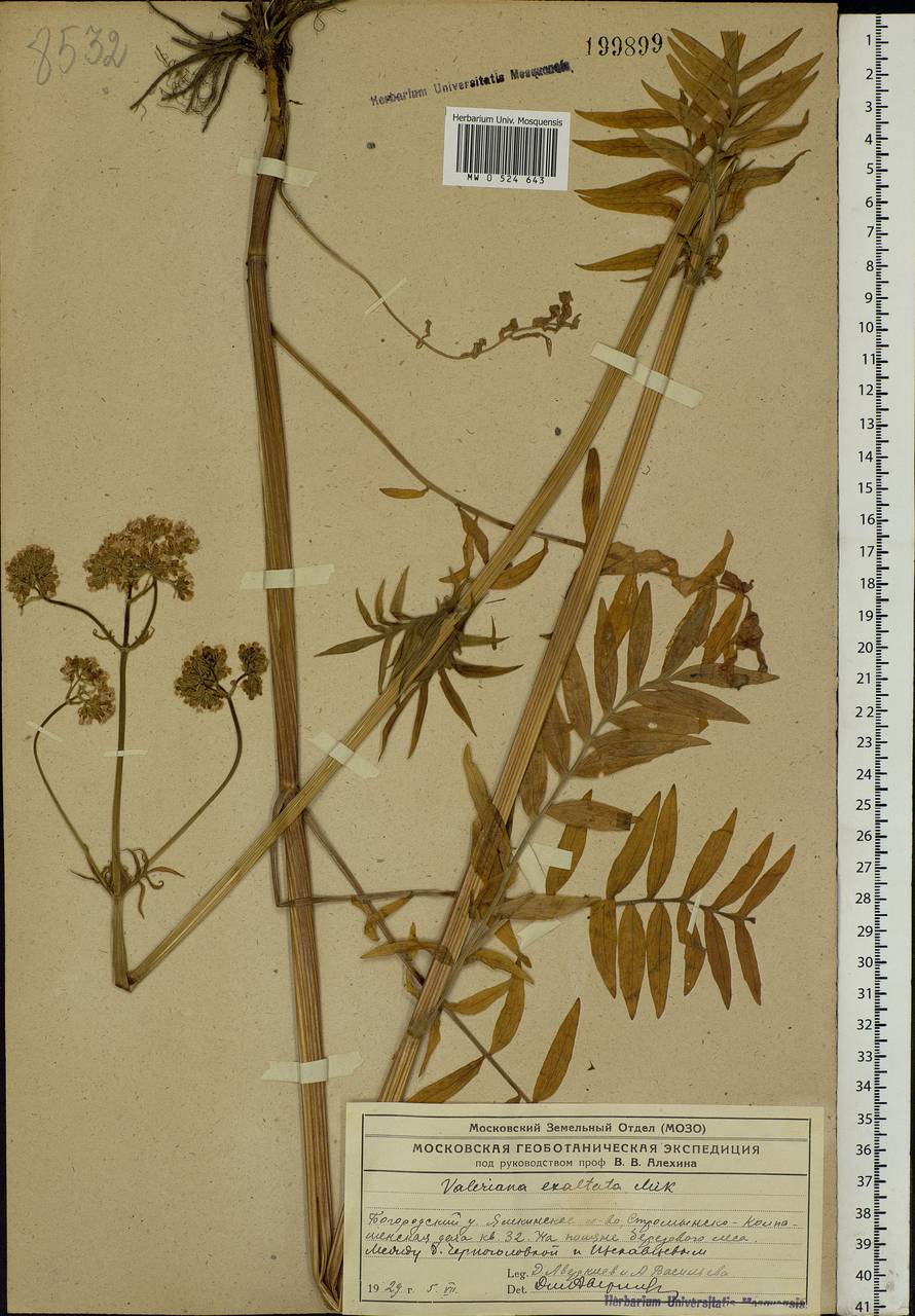 Valeriana officinalis L., Eastern Europe, Moscow region (E4a) (Russia)