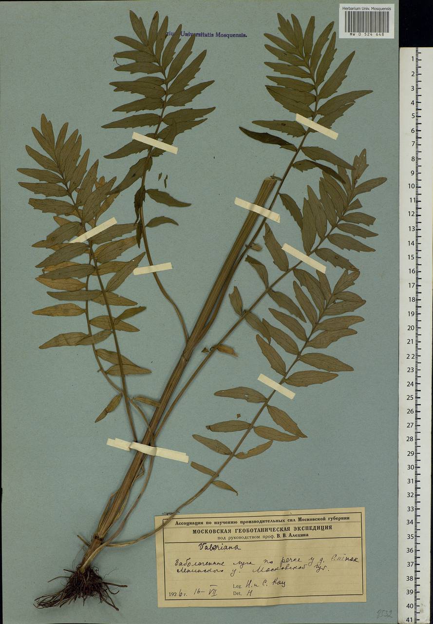 Valeriana officinalis L., Eastern Europe, Moscow region (E4a) (Russia)