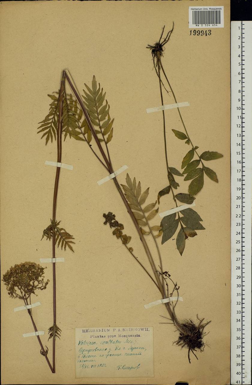 Valeriana officinalis L., Eastern Europe, Moscow region (E4a) (Russia)