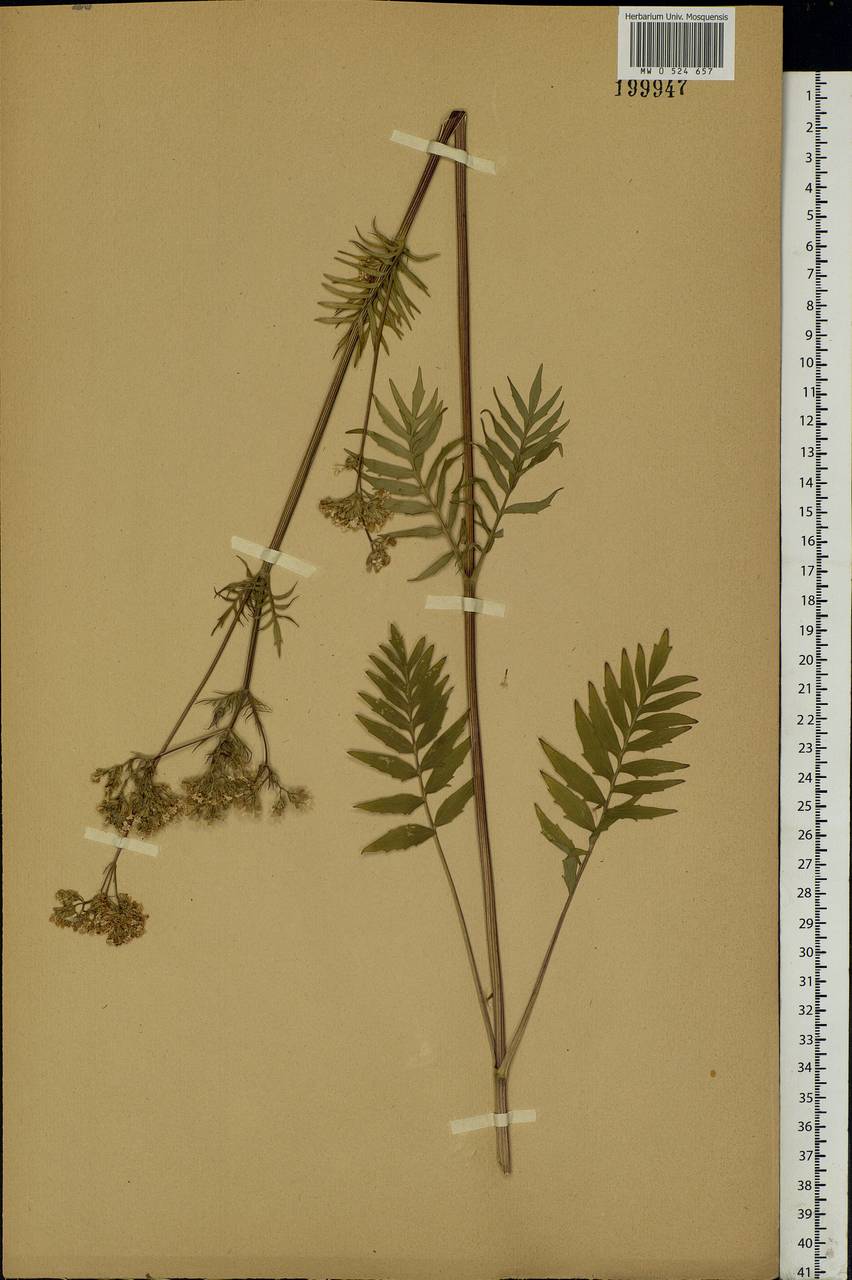 Valeriana officinalis L., Eastern Europe, Moscow region (E4a) (Russia)