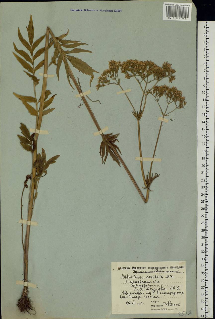 Valeriana officinalis L., Eastern Europe, Moscow region (E4a) (Russia)