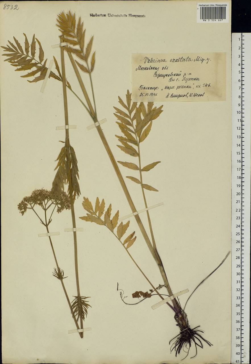 Valeriana officinalis L., Eastern Europe, Moscow region (E4a) (Russia)